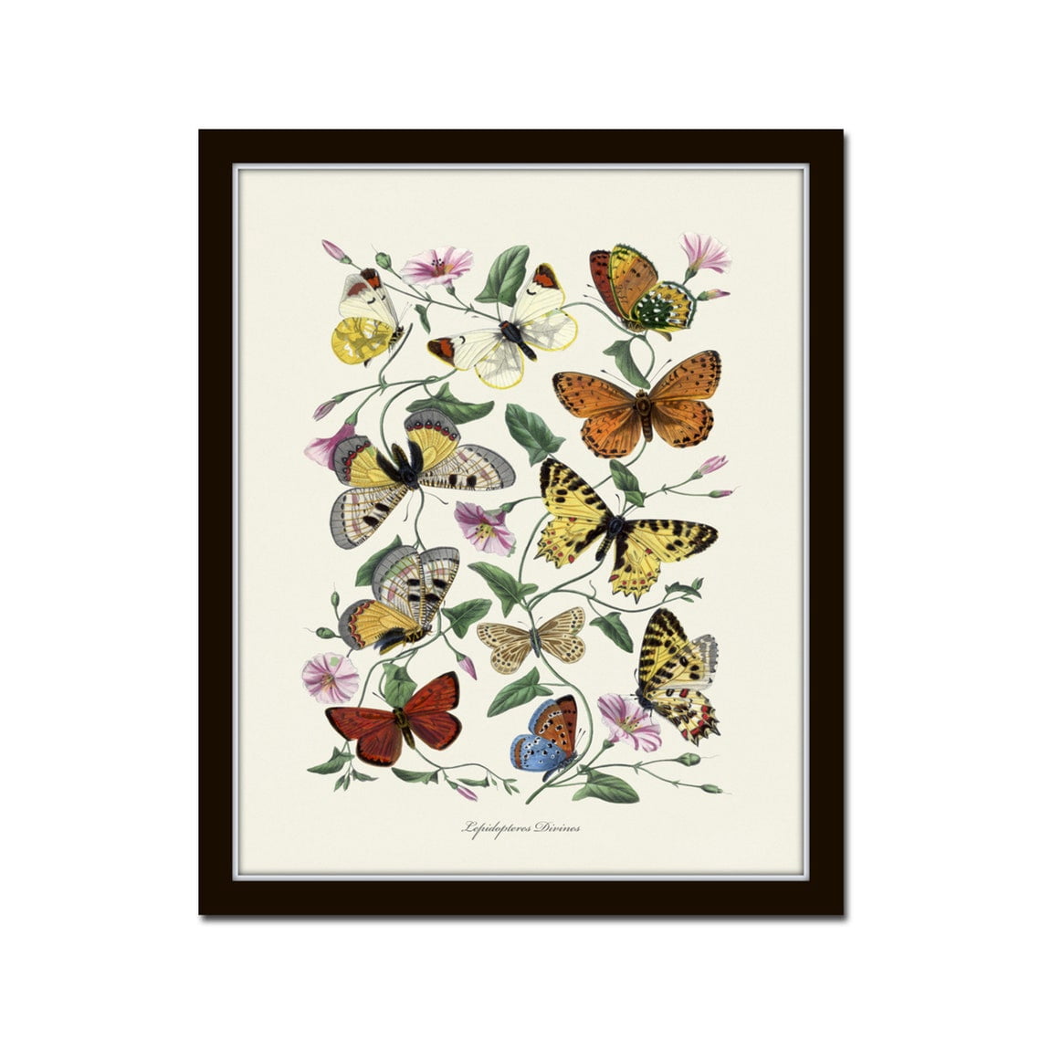 French Butterfly Vintage Botanical Insect Chinoiserie Wall Art Poster ...
