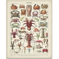 thumbnail image 1 of French Crustaceans Art Print - 11x14 Unframed Art Print - Great Beach House Wall Decor, 1 of 6