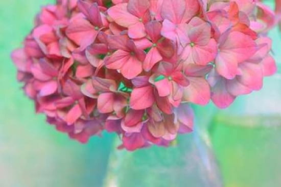 French Hydrangea Glass Canvas Art - Cora Niele (12 x 18)