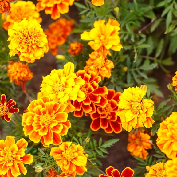 French Marigold Flower Garden Seeds - Bonanza Series - Mix - 1000 Seeds - Annual Flower Gardening Seeds - Tagetes patula