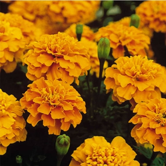 French Marigold Flower Garden Seeds - Bonanza Series - Orange - 1000 Seeds - Annual Flower Gardening Seeds - Tagetes patula