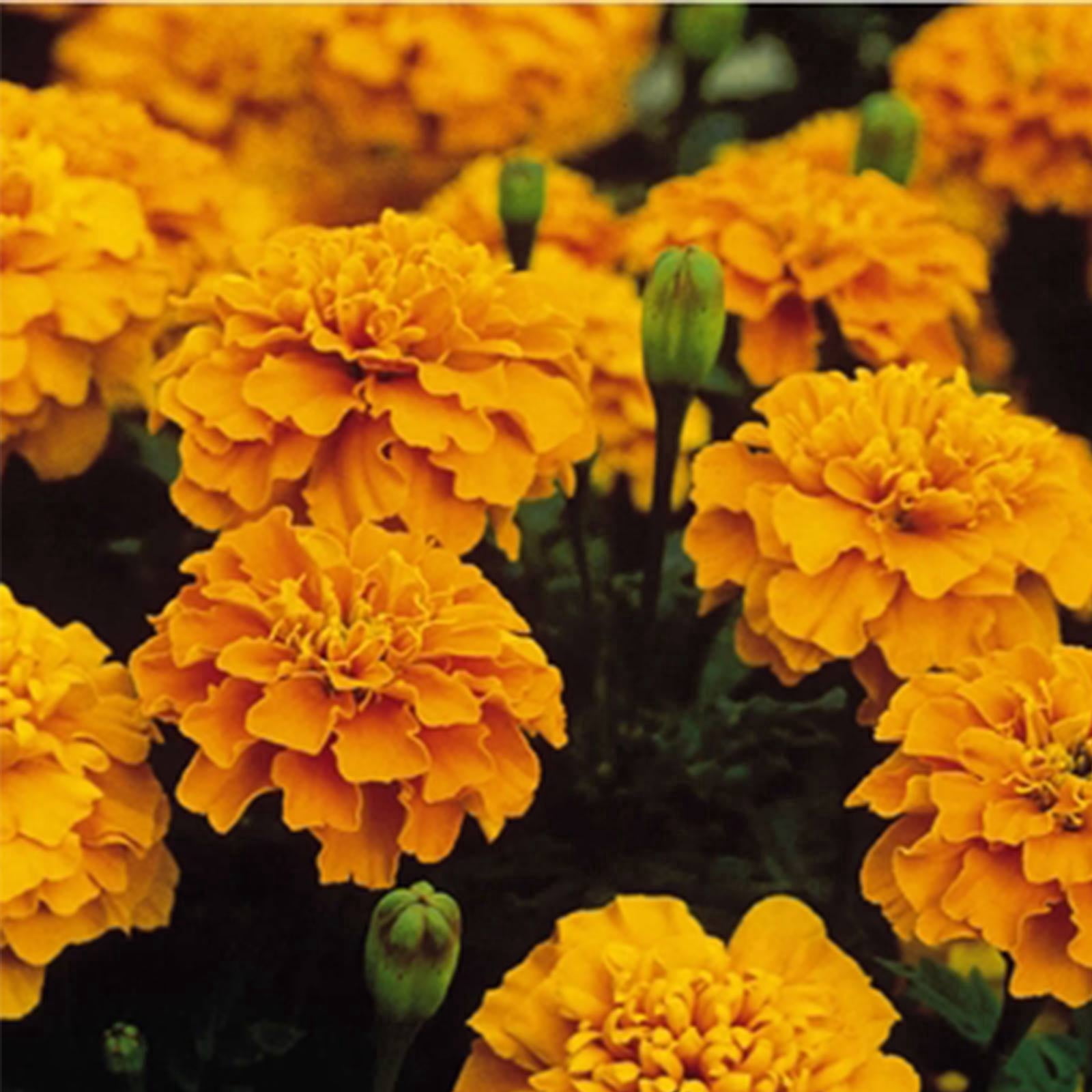 Mountain Valley Seed Company French Marigold Seeds Bonanza Series - Thumbnail 2