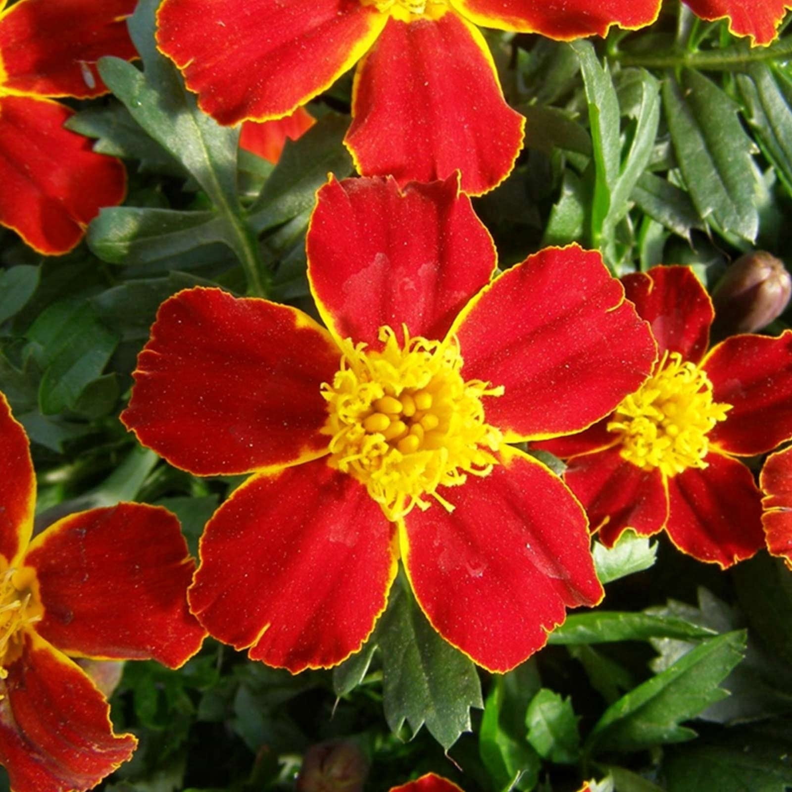 French Marigold Flower Garden Seeds - Disco Series - Red - 1000 Seeds - Annual Flower Gardening Seeds - Tagetes patula