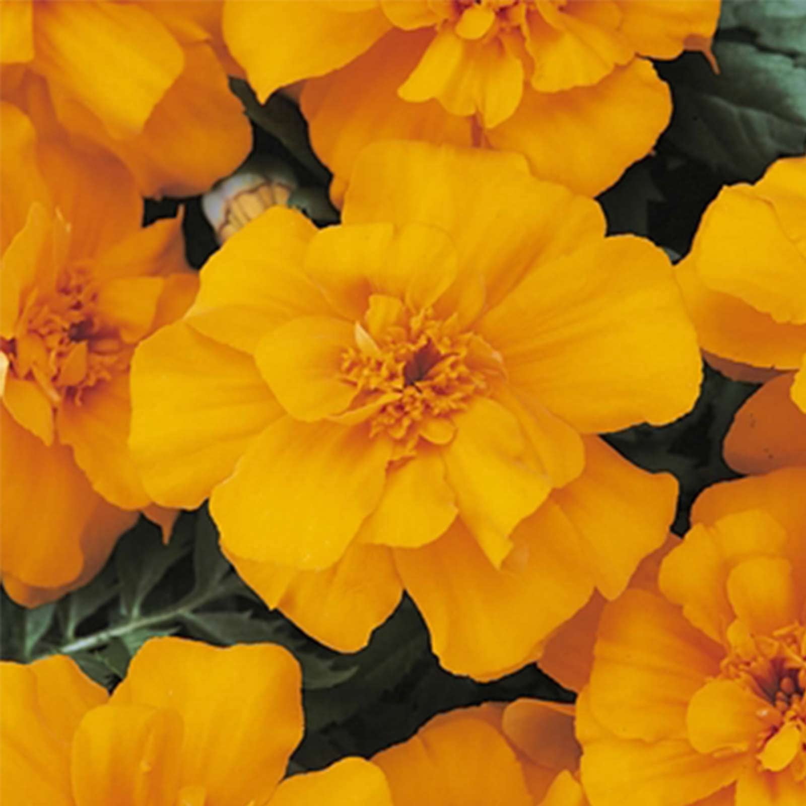 French Marigold Flower Garden Seeds - Durango Series - Orange - 1000 Seeds - Annual Flower Gardening Seeds - Tagetes patula