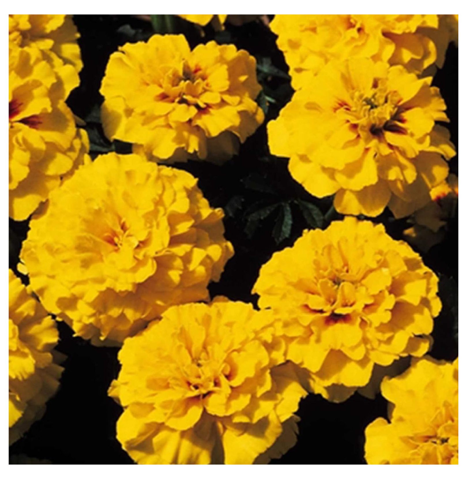 French Marigold Flower Garden Seeds - Janie Series - Bright Yellow ...