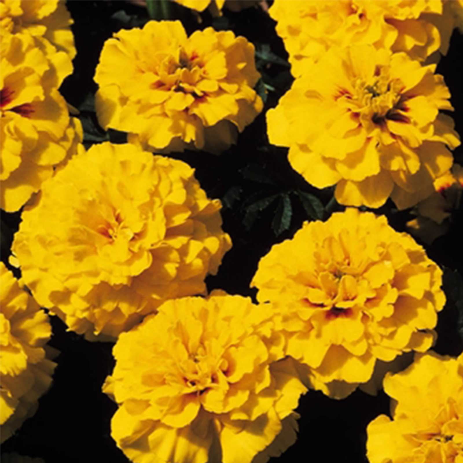French Marigold Flower Garden Seeds - Janie Series - Bright Yellow - 1000 Seeds - Annual Flower Gardening Seeds - Tagetes patula