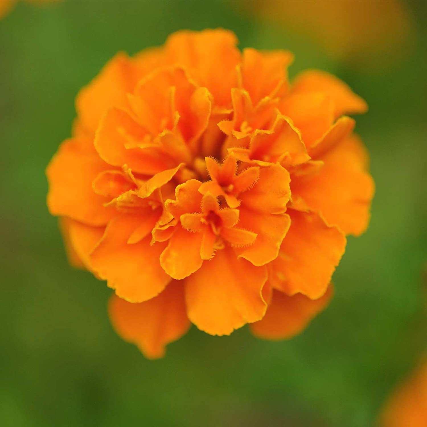 French Marigold Flower Garden Seeds - Janie Series - Deep Orange - 1000 Seeds - Annual Flower Gardening Seeds - Tagetes patula