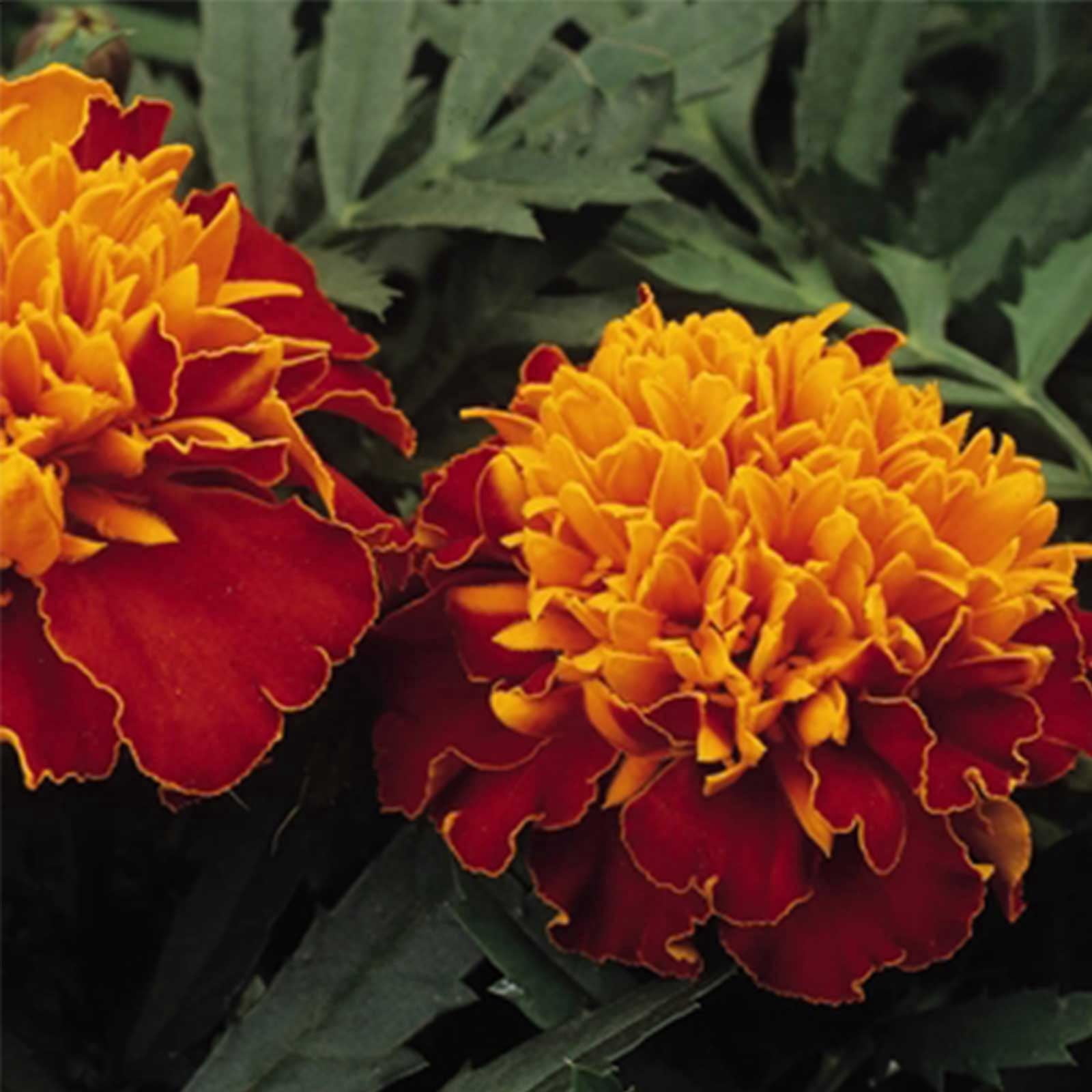 French Marigold Flower Garden Seeds - Janie Series - Harmony - 1000 Seeds - Annual Flower Gardening Seeds - Tagetes patula