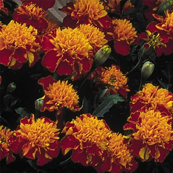 French Marigold Flower Garden Seeds - Janie Series - Spry (Yellow & Maroon) - 1000 Seeds - Annual Flower Gardening Seeds - Tagetes patula