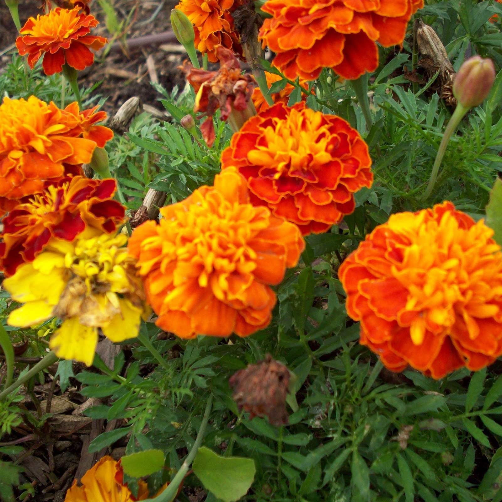 French Marigold Flower Garden Seeds - Petite Mixture - 4 Oz - Annual Flower Gardening Seeds - Tagetes patula