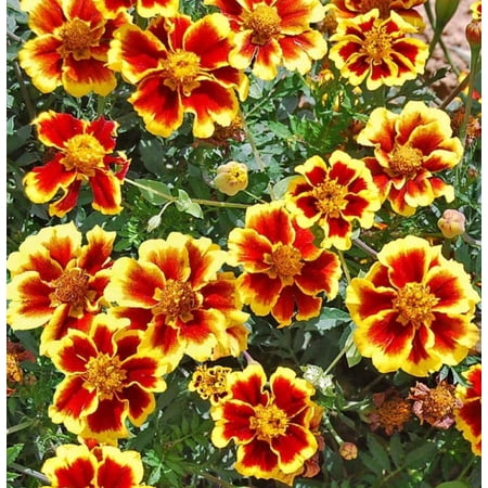 French Marigold LEGION OF HONOR 100 Seeds - Mother Nature's Seeds - Wildflower Seeds - Flower Seeds for Planting - Non-GMO