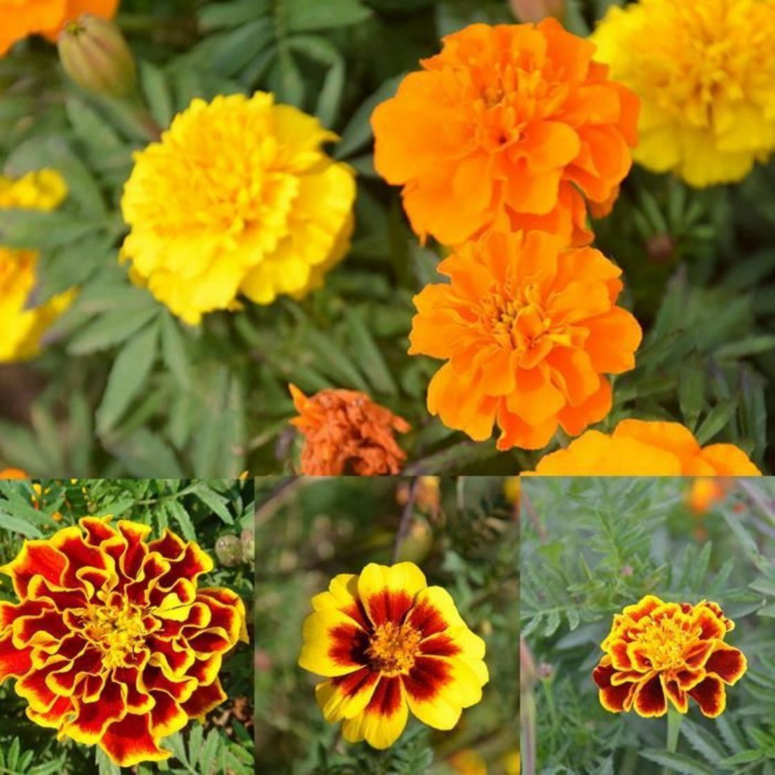 French Marigold Mix Flower Seeds Tagetes pa B326, 240+ seeds, or 1