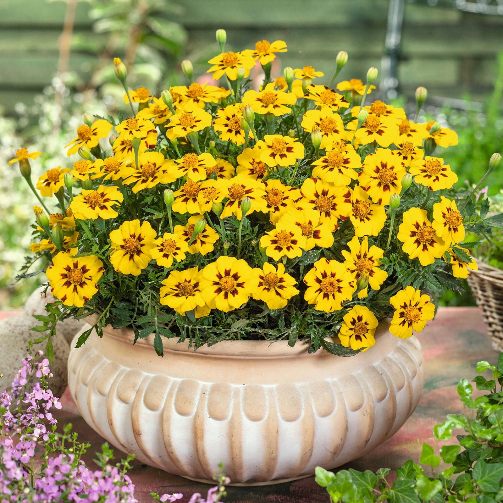 5 Flower Collection - Daisy, Marigold more - SurvivalGardenSeeds