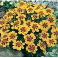 thumbnail image 1 of French Marigold Seeds (Dwarf) - Naughty Marietta (200 Seeds) - Easy to Grow and Beautiful Blooms, 1 of 2