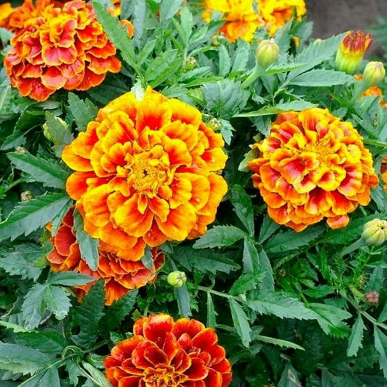 How to Plant Marigold Seeds A Comprehensive Guide