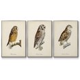thumbnail image 1 of French Owls I - Framed Premium Gallery Wrapped Canvas L Frame 3 Piece Set - Ready to Hang, 1 of 9