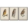 thumbnail image 1 of French Owls I - Framed Premium Gallery Wrapped Canvas L Frame 3 Piece Set - Ready to Hang, 1 of 9
