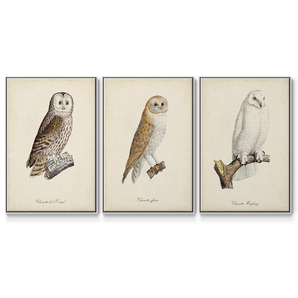 French Owls IV - Framed Premium Gallery Wrapped Canvas L Frame 3 Piece Set - Ready to Hang