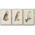thumbnail image 1 of French Owls IV - Framed Premium Gallery Wrapped Canvas L Frame 3 Piece Set - Ready to Hang, 1 of 9