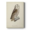 thumbnail image 1 of French Owls V Premium Gallery Wrapped Canvas - Ready to Hang, 1 of 9
