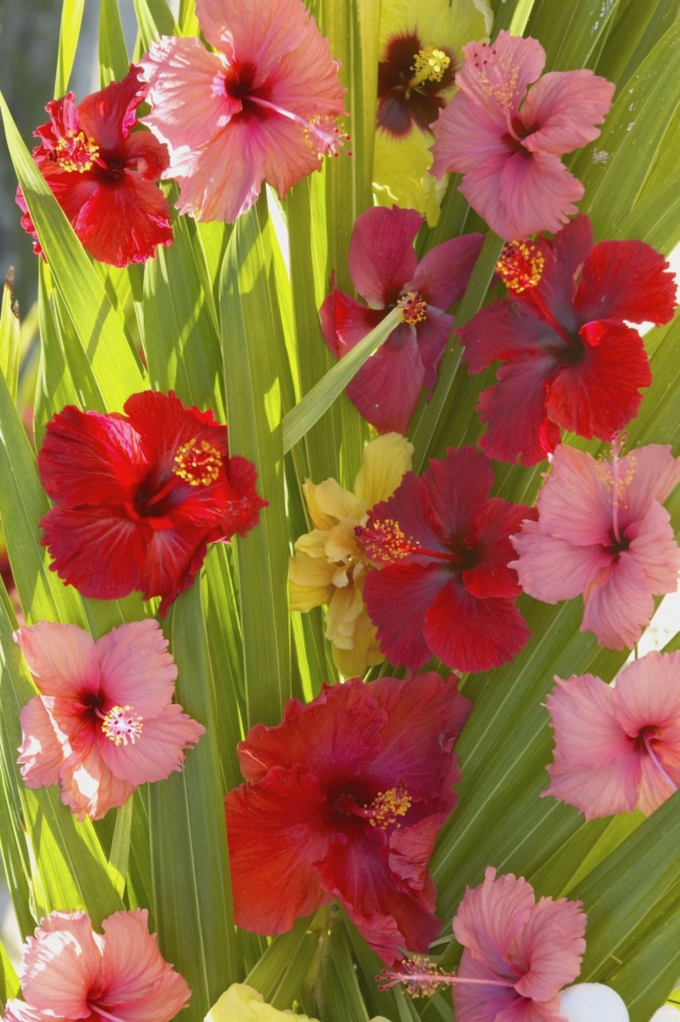 French Polyesia Tahiti Huahine Red And Pink Hibiscus Poking Through Green Leafs Canvas Art - Kyle Rothenborg Design Pics (12 x 19)