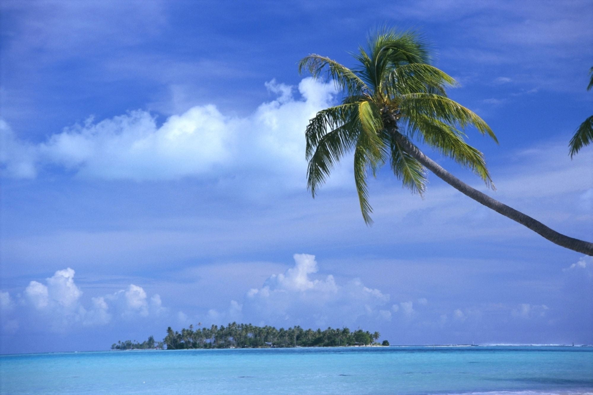 French Polynesia Bora Bora Coastal Scene Palm In Foreground Calm Ocean Island Background Canvas Art - Himani Smeaton  Design Pics (38 x 24)