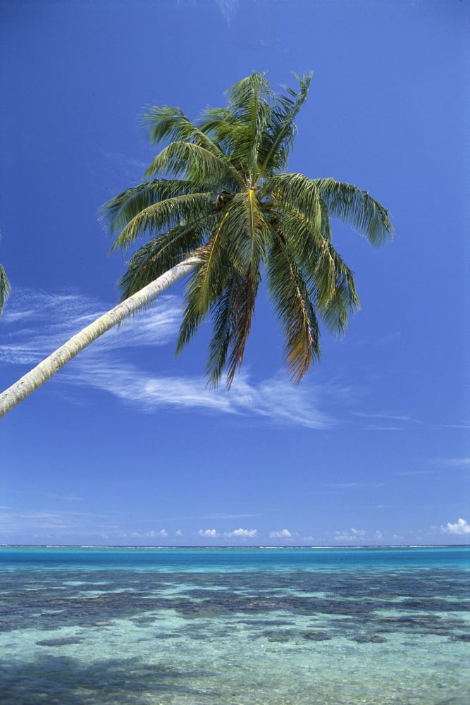 French Polynesia Bora Bora Crystal Clear Waters With Single Coconut Tree Coral Reef Shallow Ocean A56B Canvas Art - Joe Carini Design Pics (12 x 19)