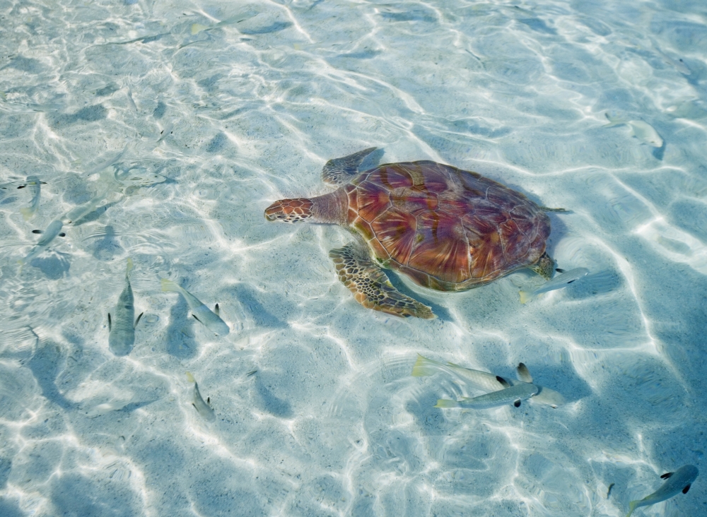 French Polynesia Bora Bora Green Sea Turtle (Chelonia Mydas) An Endangered Species Canvas Art - M Swiet Productions Design Pics (18 x 13)