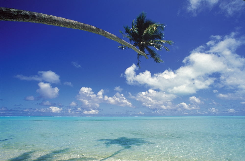 French Polynesia Bora Bora Palm Tree Over Turquoise Water Shadows Canvas Art - Ron Dahlquist Design Pics (19 x 12)