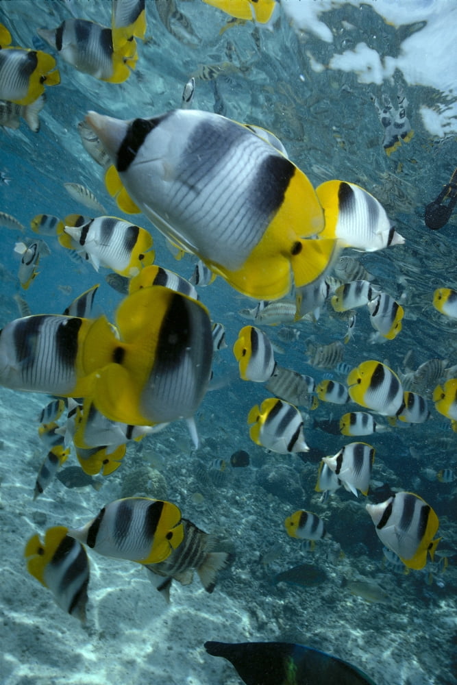 French Polynesia Bora Bora School Of Butterflyfish Close-Up In Shallow Ocean Over Reef And Near Surface Canvas Art - Chris Abraham Design Pics (12 x 19)