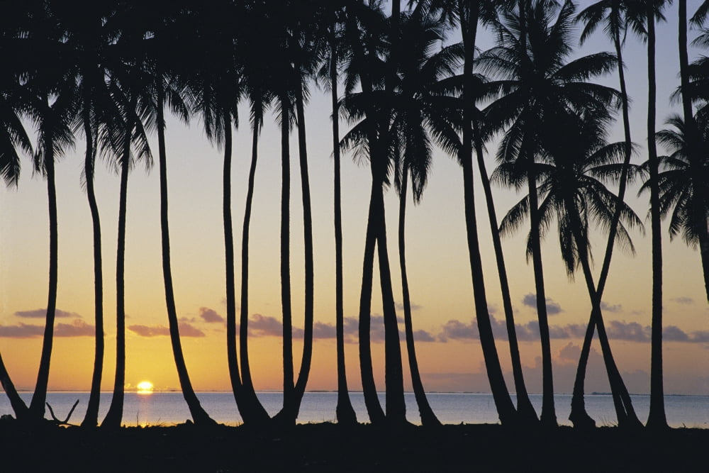 French Polynesia Huahine Tropical Sunset Silhouetted Palm Trees Along Ocean Shoreline Sun Ball Horizon Canvas Art - Don King Design Pics (38 x 24)