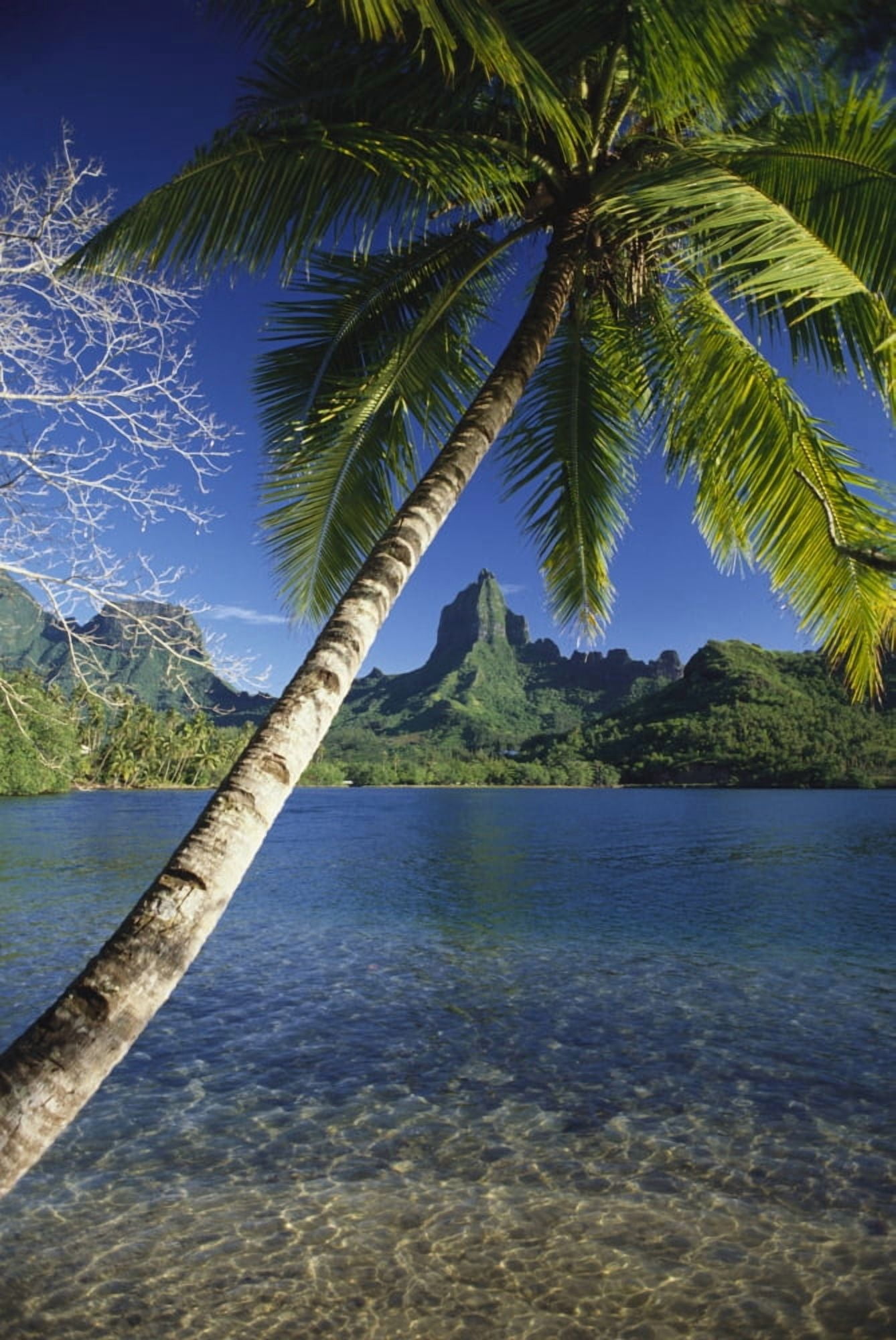 French Polynesia Moorea Opunohu Bay Scenic View Of Clear Bay And Palm Trees Canvas Art - Ron Dahlquist Design Pics (24 x 38)