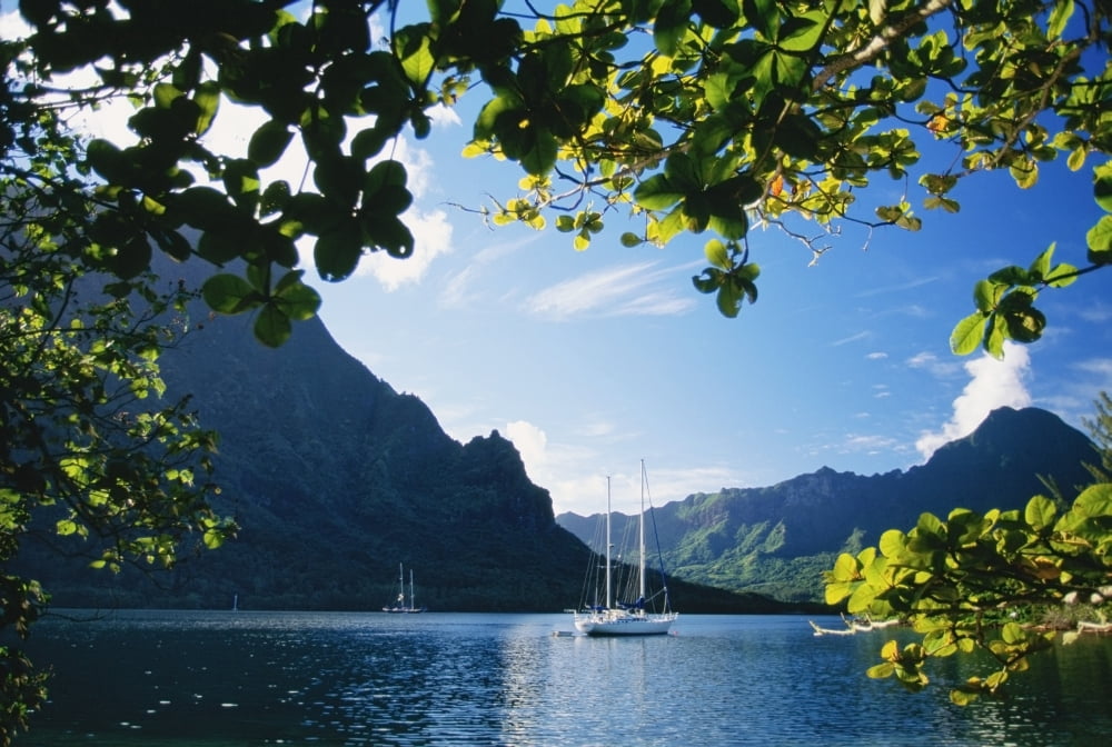 French Polynesia Moorea Opunohu Bay Scenic View Of Island View Through Trees Canvas Art - Dana Edmunds Design Pics (17 x 12)