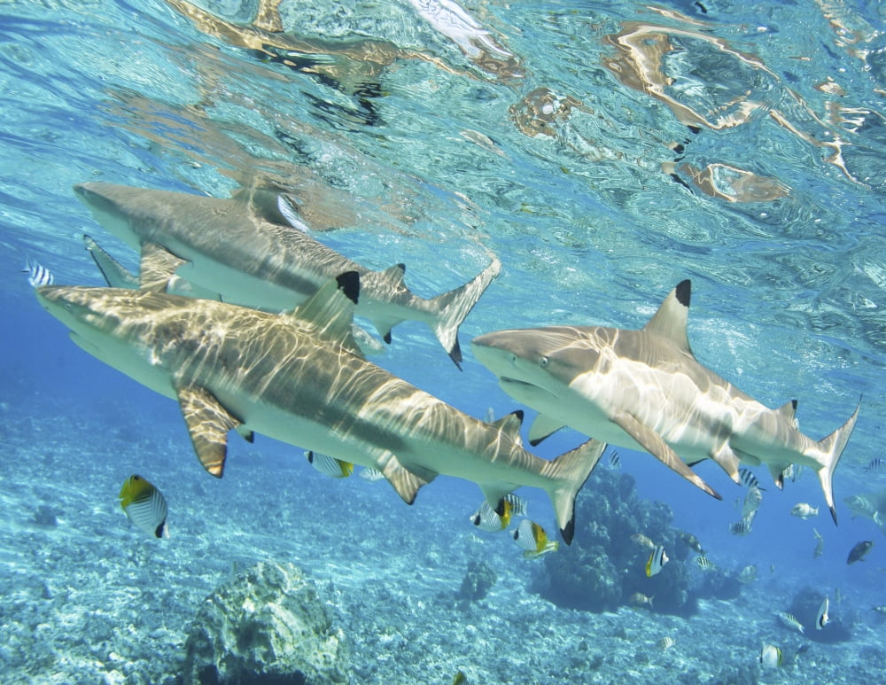 French Polynesia Rangiroa Blue Lagoon Blacktip Reef Shark (Carcharhinus Melanopterus) Canvas Art - M Swiet Productions Design Pics (34 x 26)