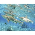 thumbnail image 1 of French Polynesia  Rangiroa  Blue Lagoon  Blacktip Reef Shark . Poster Print, 1 of 2