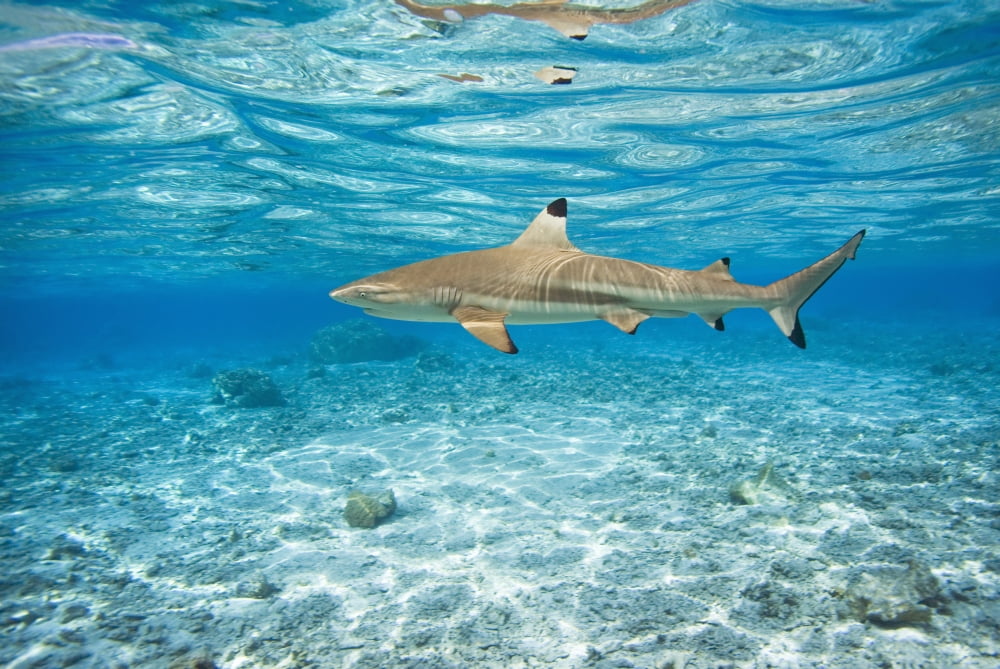French Polynesia Rangiroa Blue Lagoon Blacktip Reff Shark (Carcharhinus Melanopterus) Canvas Art - M Swiet Productions Design Pics (38 x 24)