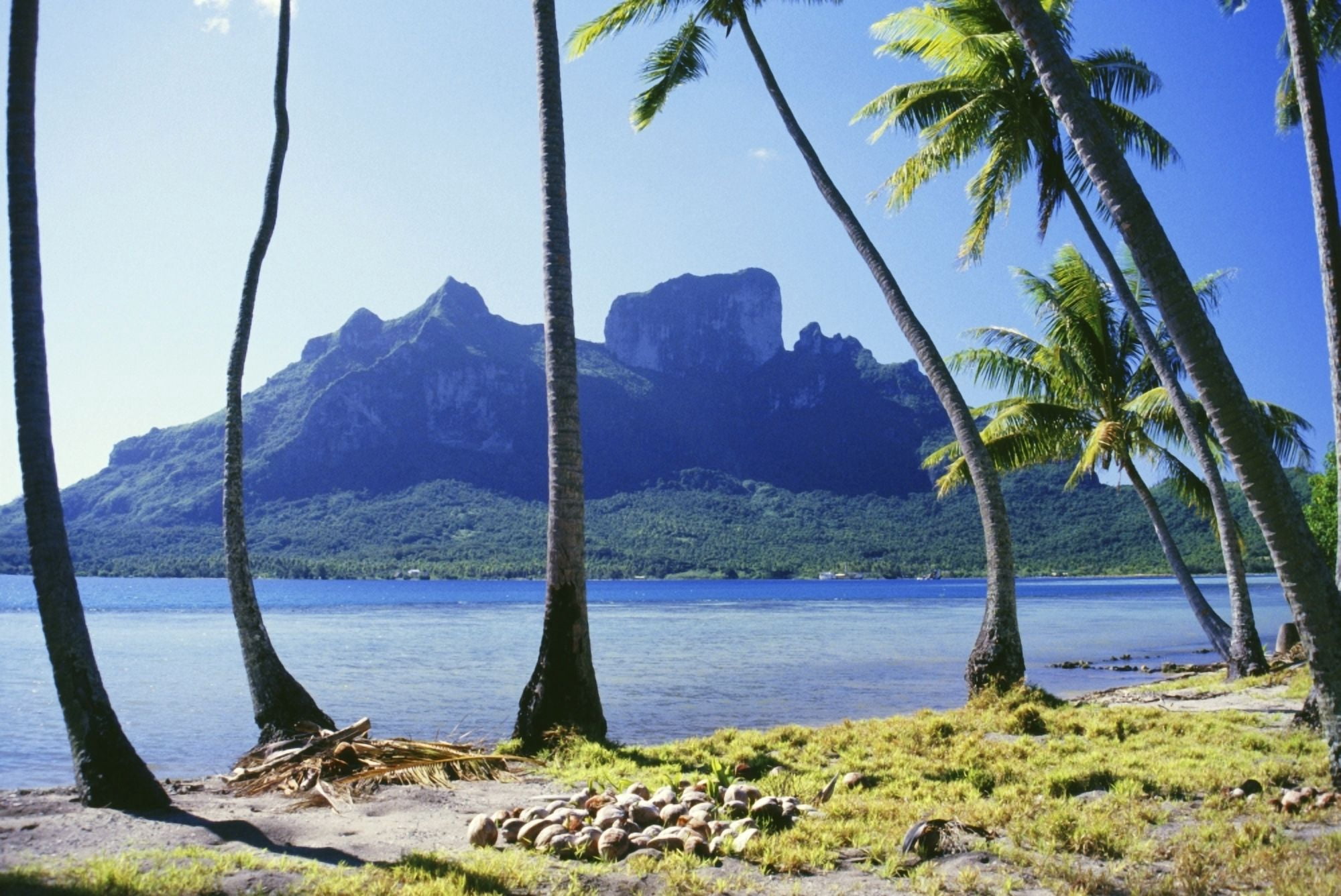 French Polynesia Tahiti Bora Bora Coast With Palm Trees Canvas Art - Peter Stone Design Pics (38 x 24)