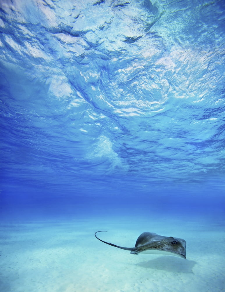 French Polynesia Tahiti Bora Bora Stingray In Beautiful Turquoise Water Canvas Art - M Swiet Productions Design Pics (12 x 16)