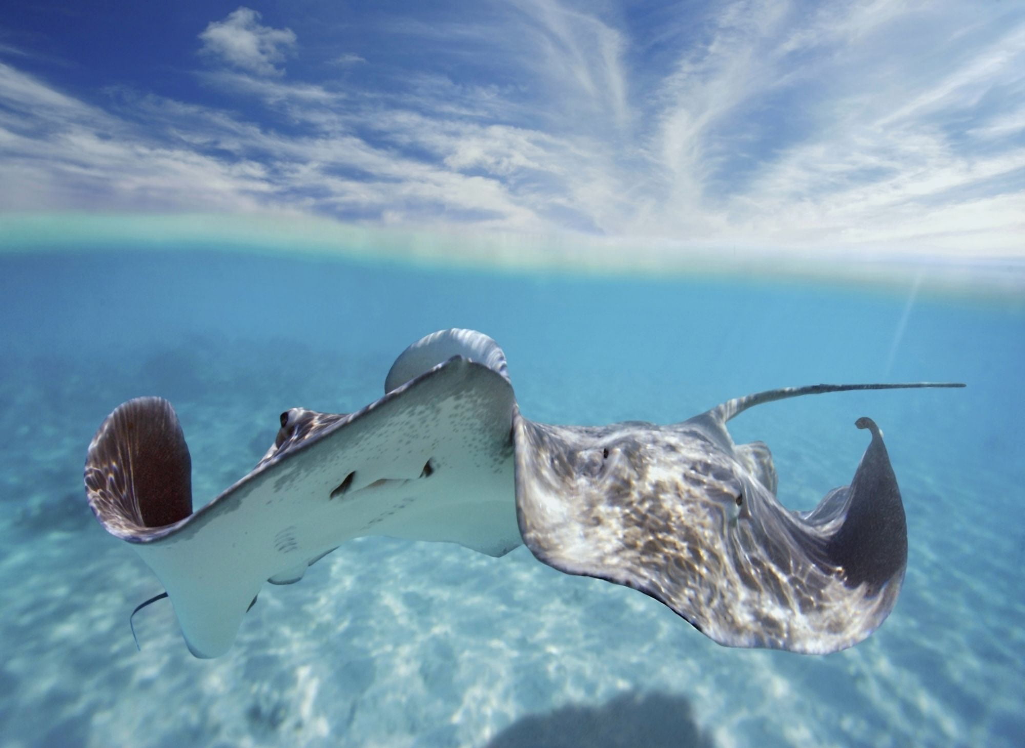 French Polynesia Tahiti Bora Bora Stingray In Beautiful Turquoise Water Canvas Art - M Swiet Productions Design Pics (18 x 13)