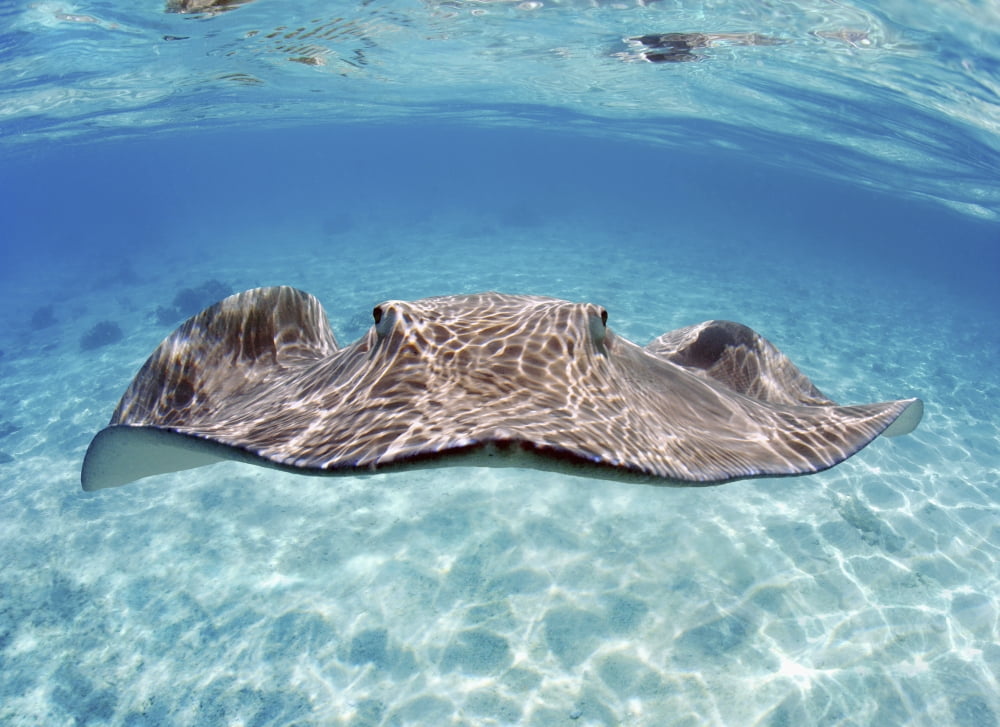 French Polynesia Tahiti Bora Bora Stingray In Beautiful Turquoise Water Canvas Art - M Swiet Productions Design Pics (36 x 26)
