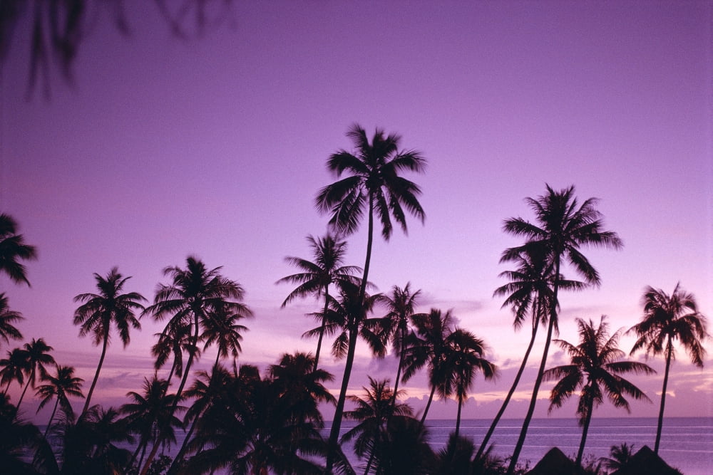 French Polynesia Tahiti Island Sunset Over Ocean Palm Trees Silhouetted A58B Canvas Art - Joe Carini Design Pics (19 x 12)