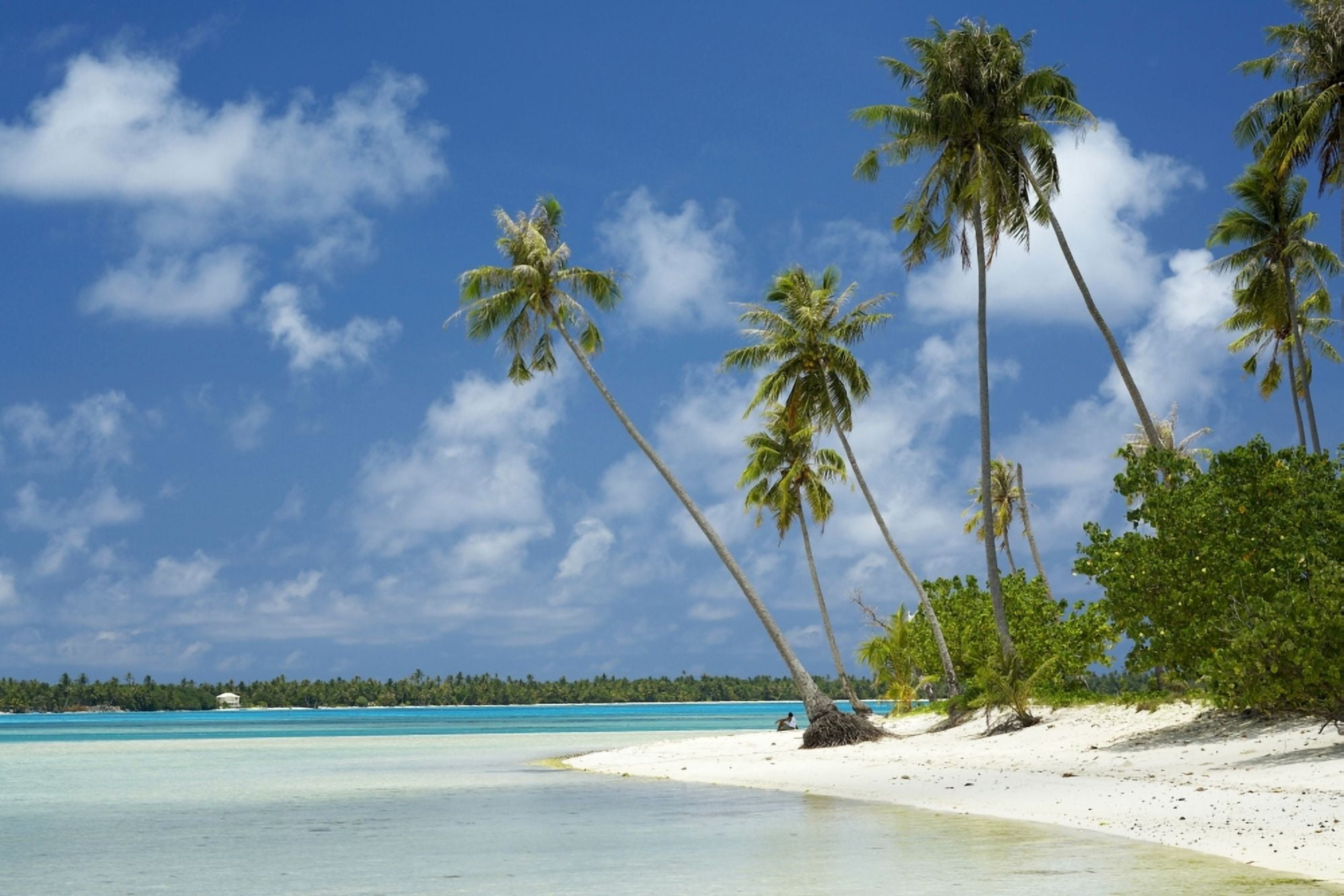 French Polynesia Tahiti Lagoon Beach With Palms Trees and Blue Sky Maupiti Canvas Art - Kyle Rothenborg Design Pics (34 x 22)