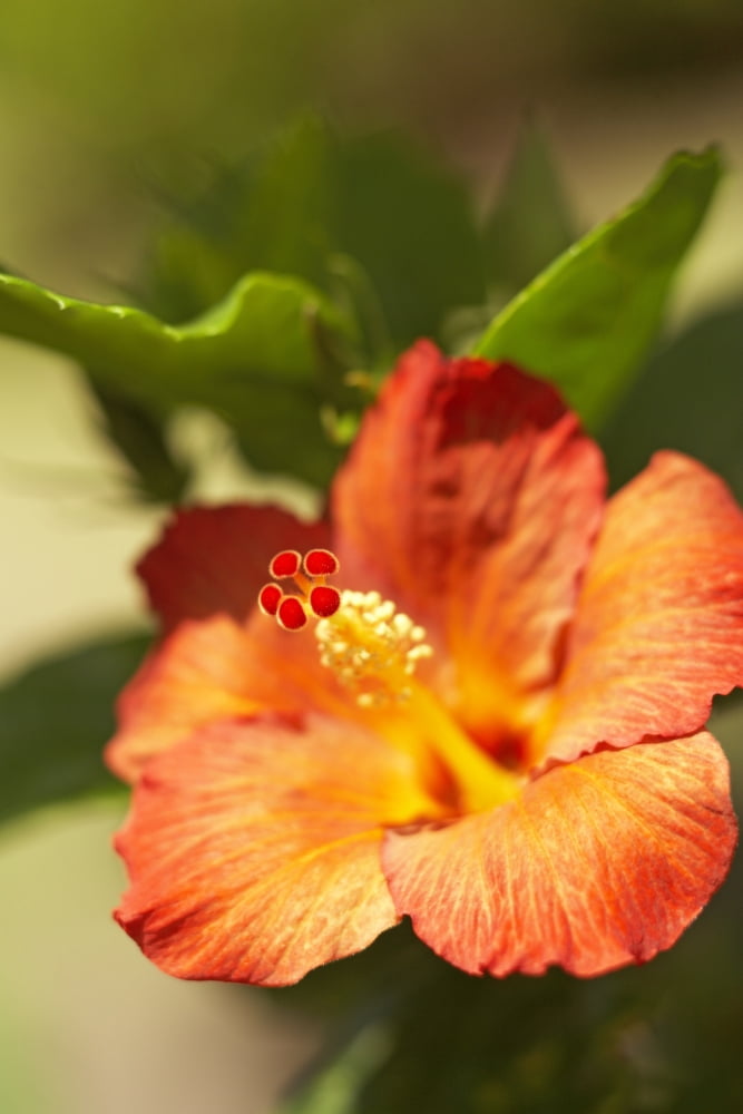 French Polynesia Tahiti Maupiti Hibiscus Flower Canvas Art - Kyle Rothenborg Design Pics (11 x 17)