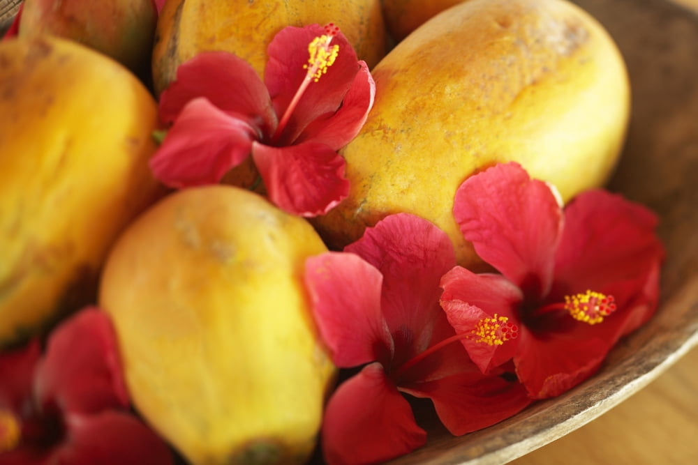 French Polynesia Tahiti Maupiti Papaya And Hibiscus Bowl Canvas Art - Kyle Rothenborg Design Pics (34 x 22)