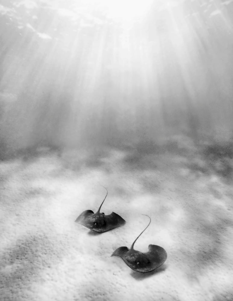 French Polynesia Tahiti Moorea Two Stingray In Beautiful Turquoise Water Canvas Art - M Swiet Productions Design Pics (12 x 16)