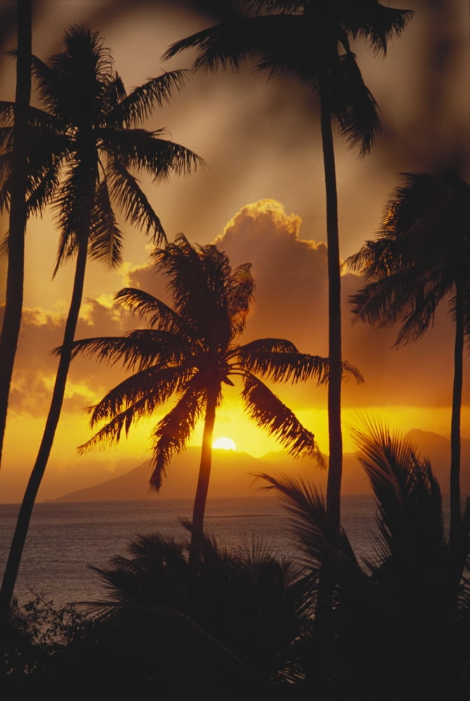 French Polynesia Tahiti Palm Trees Silhouetted By A Vibrant Sunset Canvas Art - Joe Carini  Design Pics (26 x 40)