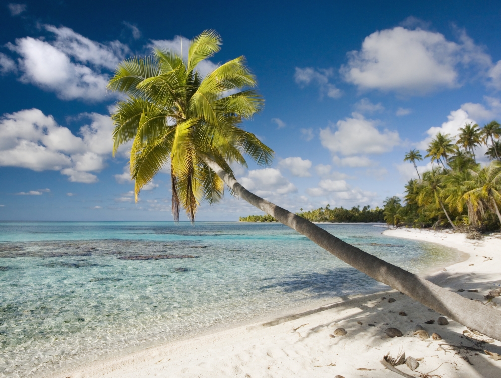 French Polynesia Tahiti Tuamotu Islands Rangiora Palm Tree On The Beach Canvas Art - M Swiet Productions Design Pics (17 x 13)