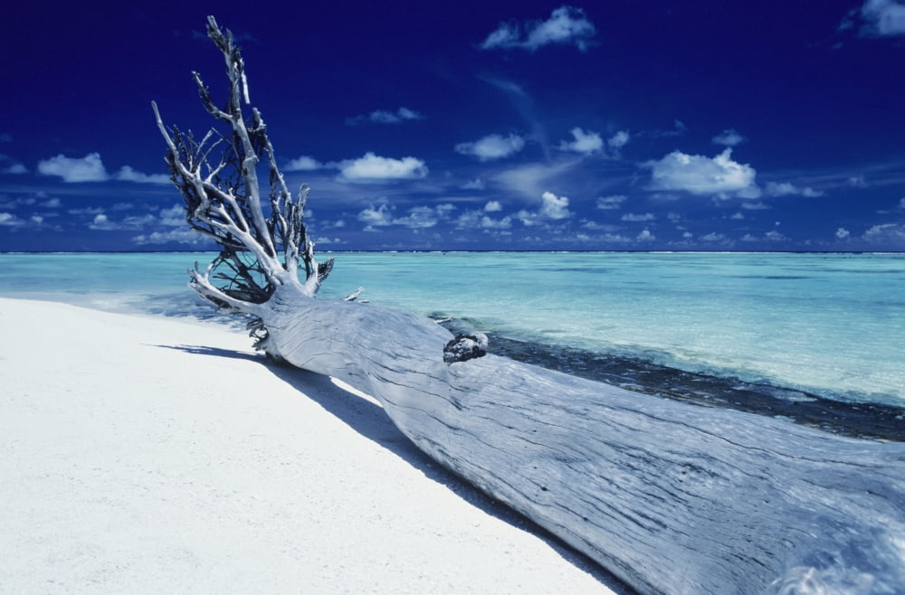 French Polynesia Tetiaroa (Marlon Brandos Island) Driftwood On White Sand Beach Canvas Art - Larry Dale Gordon Design Pics (19 x 12)