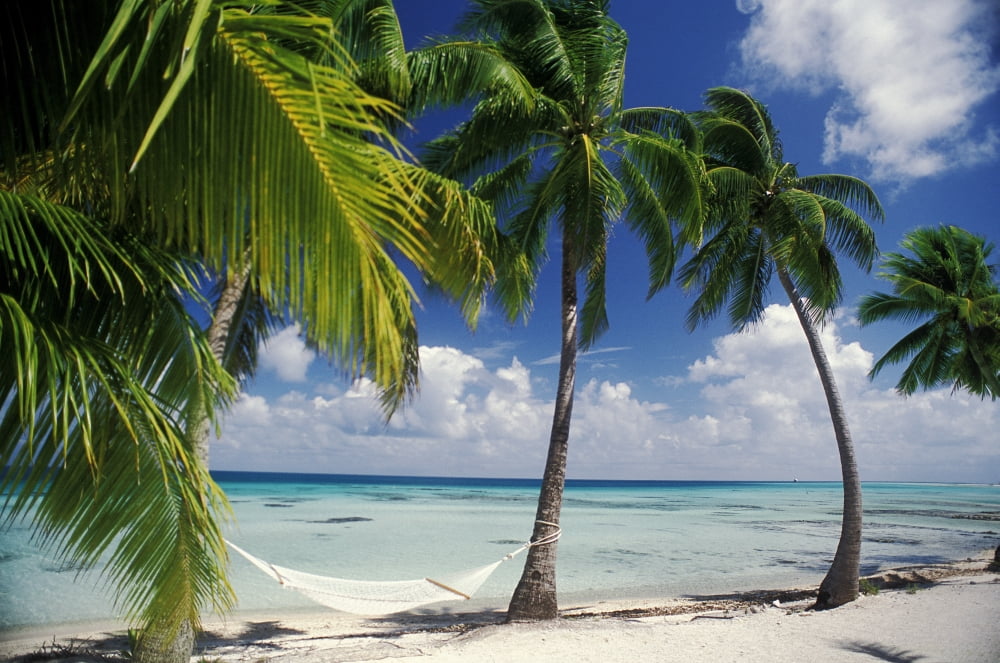 French Polynesia Tuamotu Islands Tikehau Atoll Palm Trees Across Beach Canvas Art - Rita Ariyoshi Design Pics (34 x 22)
