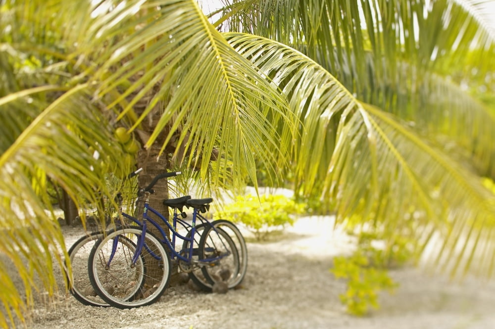 French Polynesia Tuamotu Palm Tree With Two Bikes Leaned Against It Canvas Art - Kyle Rothenborg Design Pics (19 x 12)